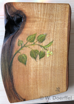 Hoffnung 1: Hoffnungslinde