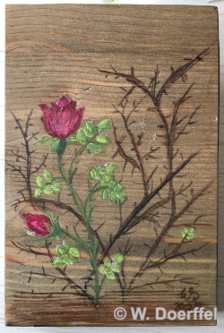 Hoffnung 2: Rosen und Dornen